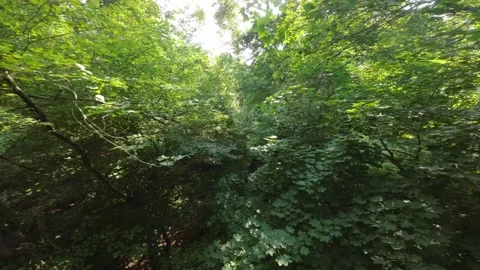 Mesmerizing Aerials: Summer Forest Drone Exploration Video stock 246488329