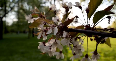 Mesmerizing Apple Blossom at Sunset: A Captivating Dance of Petals Stock Footage 241220636