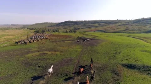 A mesmerizing bird's eye view of running wild horses Stock Footage 160675574