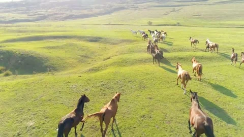 A mesmerizing bird's eye view of running wild horses Stock Footage 160675604