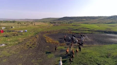 A mesmerizing bird's eye view of running wild horses Stock Footage 160675650