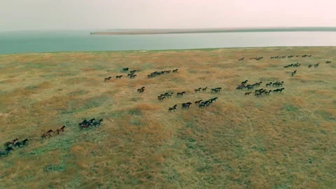 A mesmerizing bird's eye view of running wild horses Stock Footage 160675722