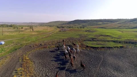 A mesmerizing bird's eye view of running wild horses Stock Footage 160675740