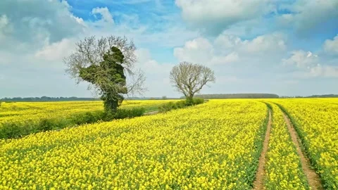 A mesmerizing cinematic drone shot capturing a yellow rapeseed crop in slow.. Видео 239416474