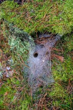 A mesmerizing close-up of a funnel web spider's intricate web, sparkling with Stock Photos