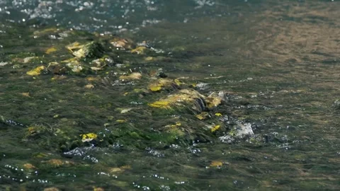 In this mesmerizing close-up slow motion video, the river water flows. Stock Footage 259228688