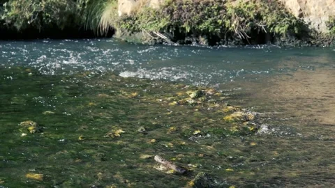 In this mesmerizing close-up slow motion video, the river water flows. Stock Footage 259228796
