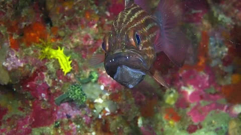 A mesmerizing close-up of a striped fish with unique teeth in an underwater Stock Footage 340861553