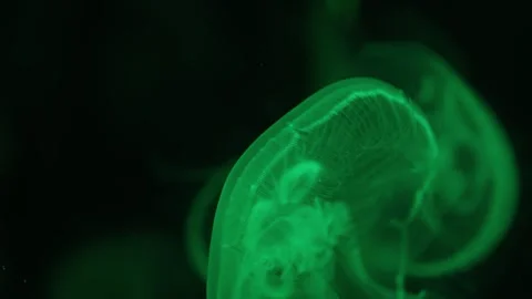 Mesmerizing close-up of translucent jellyfish drifting in dark water, glowing Video stock 327326631