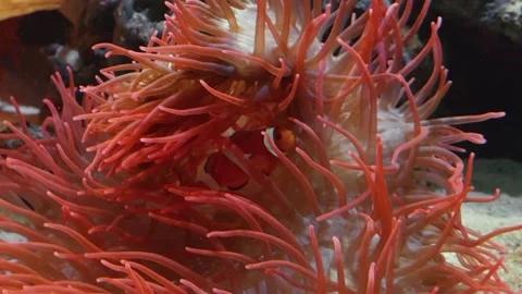 A mesmerizing close up of a vibrant sea anemone in a saltwater aquarium. Stock Footage 320018878