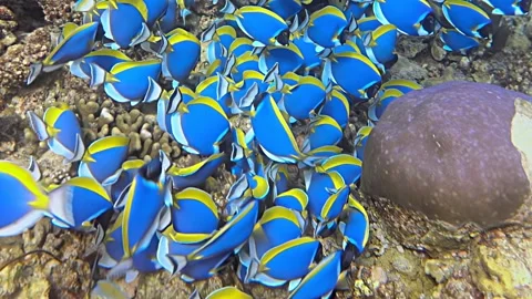 Mesmerizing Colors of Palette Surgeonfish in Vibrant Coral Reef Ballet Video stock 340456830