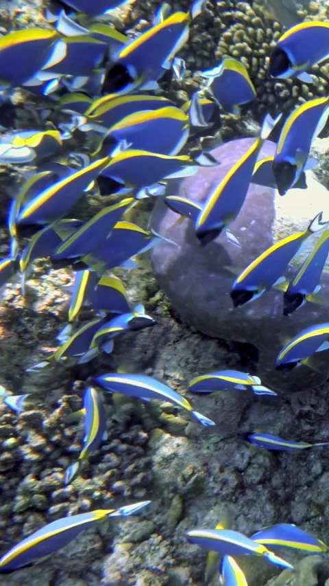 Mesmerizing Dance of the Moorish Idol Fish in Slow Motion Stock Footage 291038223