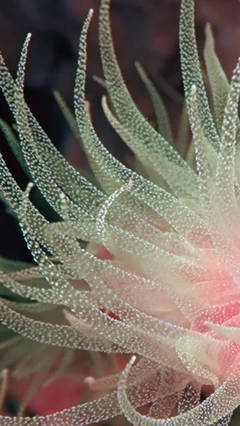Mesmerizing dance of sea anemone tentacles swaying with ocean currents Video stock 320385230
