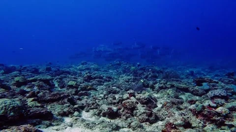 Mesmerizing deep water scene of a school of Bumphead parrot fish swimming Video stock 256055783