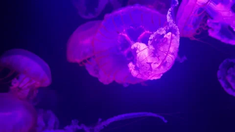 A mesmerizing display of jellyfish gracefully swimming through water, surrounded Stock Footage 310447544