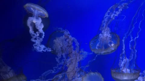 A mesmerizing display of jellyfish gracefully swimming through water, surrounded Stock Footage 310447553