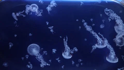 A mesmerizing display of numerous Chrysaora plocamia jellyfish drifting graceful Stock Footage 291552865