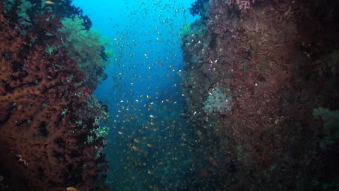 Mesmerizing display of school of shiny glass fish in Maldives. Stock Footage 246729063