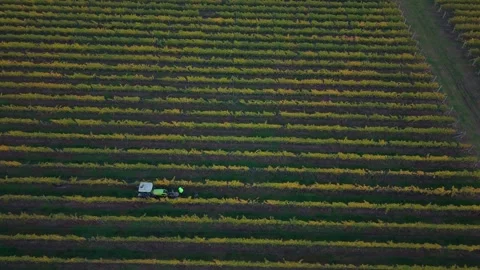 Mesmerizing drone circle around people and tractor working on organic vineyard Stock Footage 338374320