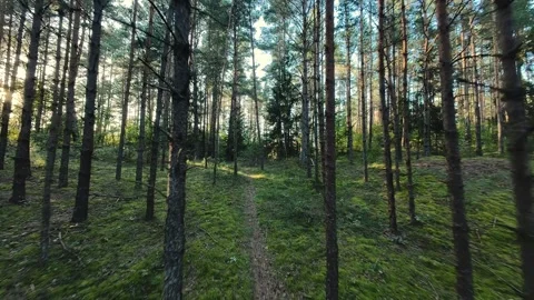 A mesmerizing drone flight through a forest as sunlight filters through the Stock Footage 285472180