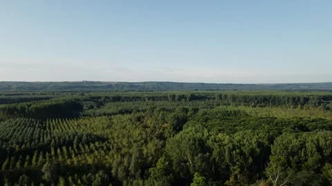 Mesmerizing drone footage of endless dense green woods and a mountain in horizon Stock Footage 263149160