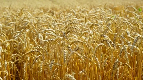 A mesmerizing field of ripe wheat under the rays of the sun. Vídeos de archivo 252065482