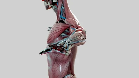 Mesmerizing Fusion Intricate Threadwork Forms Fascinating Human Anatomy, muscles Video stock 262130807