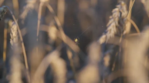 A mesmerizing Golden Wheat Field with a Spider captured in exquisite Focus and d Stock Footage 318029944
