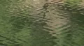 Mesmerizing green lake ripples HD Footage