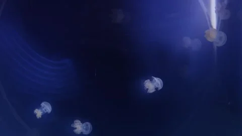 A mesmerizing group of jellyfish drifts elegantly in the deep blue ocean, their  Stock Footage 291841321