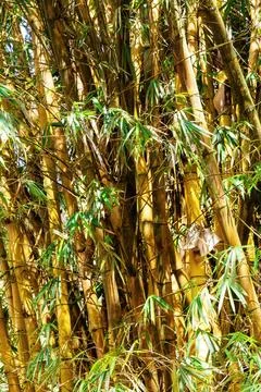Mesmerizing image of a dense bamboo forest bathed in warm sunlight Stock Photos