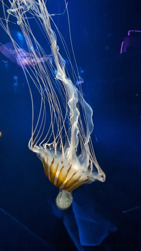 Mesmerizing jellyfish performing a graceful ballet against a deep blue backdrop. Stock Footage 303978938