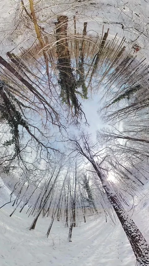 Mesmerizing Journey through a Snowy Forest A 360-Degree Winter Wonderland Stock Footage 267641209