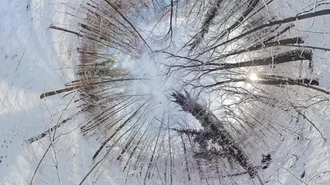 Mesmerizing Journey through a Snowy Forest A 360-Degree Winter Wonderland Stock Footage 270833127