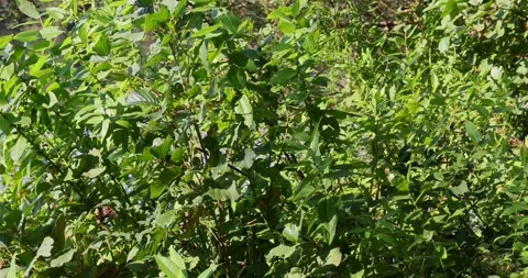 Mesmerizing light beams reflecting on vibrant green leaves Stock Footage 294368915
