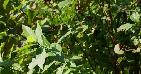 Mesmerizing light beams reflecting on vibrant green leaves Stock Footage 294369194