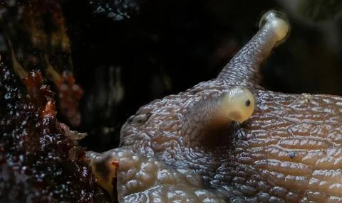Mesmerizing Macro: Close-up of Snail's Eyes Foto stock