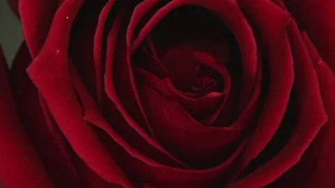 Mesmerizing Macro Timelapse of a Deep Red Rose Blooming, Symbolizing Passion and Stock Footage 262237218