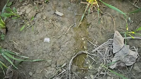 A mesmerizing macro video showcases foamy urine, slow motion 480fps Stock Footage 265537802