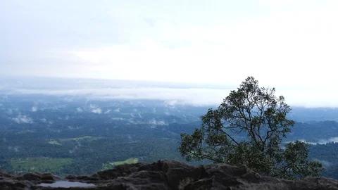Mesmerizing misty landscape in a rain forest in South India 動画素材 118435999