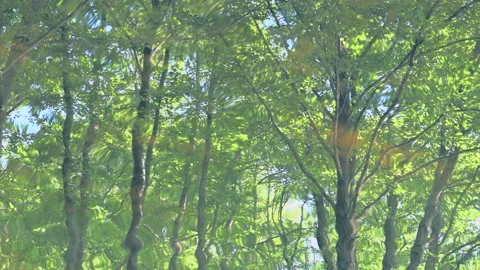 Mesmerizing movement of a forest reflected in the river Stock Footage 130918541