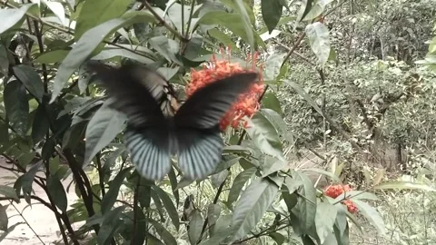Mesmerizing Pair of Butterflies Engaging in a Delicate Dance of Beauty Stock Footage 245959165