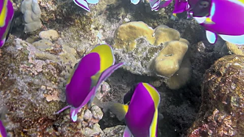 Mesmerizing Palette Surgeonfish Dance Through Coral on a Sunny Day Stock Footage 331984569