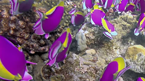 Mesmerizing Palette Surgeonfish Drift Over Vibrant Reef in Slow Motion Stock Footage 340456516