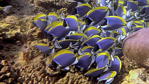 Mesmerizing Palette Surgeonfish Gracefully Explore Reef in Slow Motion Stock Footage 341065959