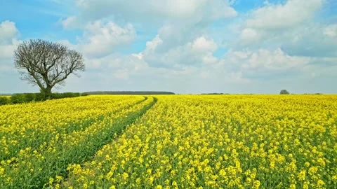 A mesmerizing panoramic shot of a yellow rapeseed crop in a farmer's field .. Stock Footage 239417692