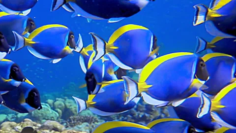 Mesmerizing Parade of Powder Blue Tangs in a Sunlit Ocean Paradise Stock Footage 331985300