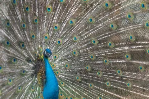 Mesmerizing pattern with metallic accents. Intricate peacock feather motif .. Stock Photos