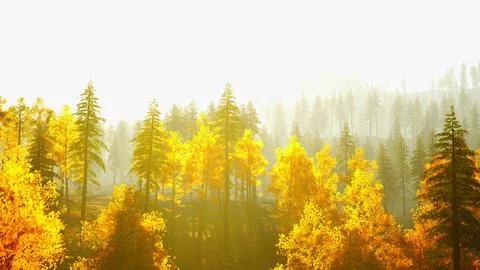 Mesmerizing pine forest in the mountains during autumn sunset Illustrazione stock