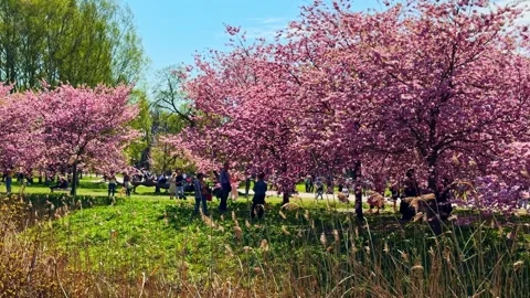 Mesmerizing pink cherry blossom tree in public park of Riga, heavenly day in Vídeos de archivo 336780809